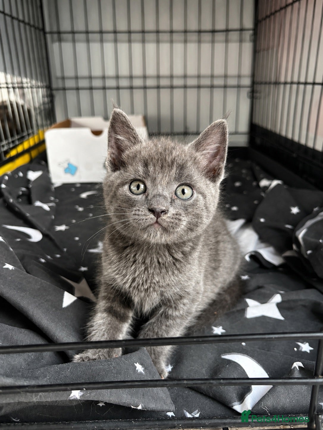 Scottish Fold cats 🐾 Beautiful Scottish Mix Kittens 🐾 - Advert 11