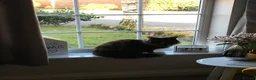 British Longhair cats for sale: Female cat looking for a new home! in Spalding - Advert 2