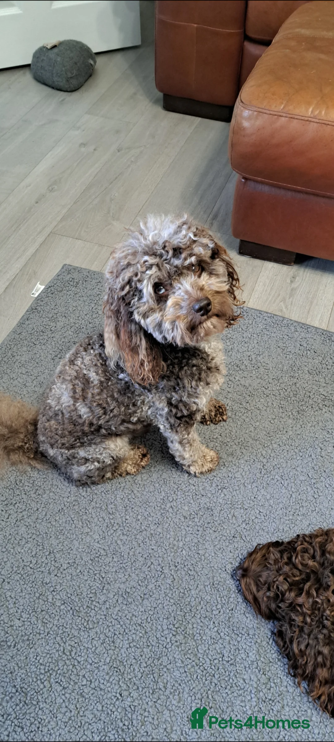 Cockapoo dogs for stud: Cockapoo stud F1b chocolate merle, health tested  - Advert 2