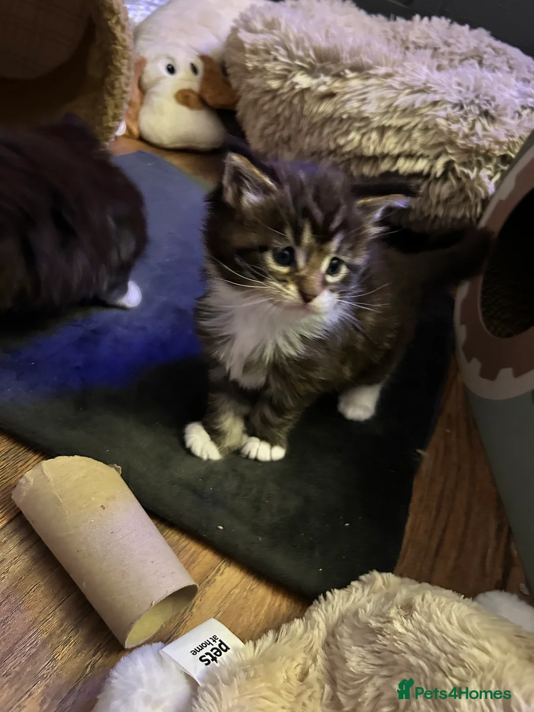 Maine Coon cats for sale: Last  2 Mainecoons kittens. left both boys  - Advert 13