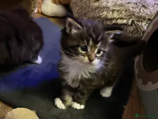 Maine Coon cats Last 2 Mainecoons kittens. left both boys - Advert 1