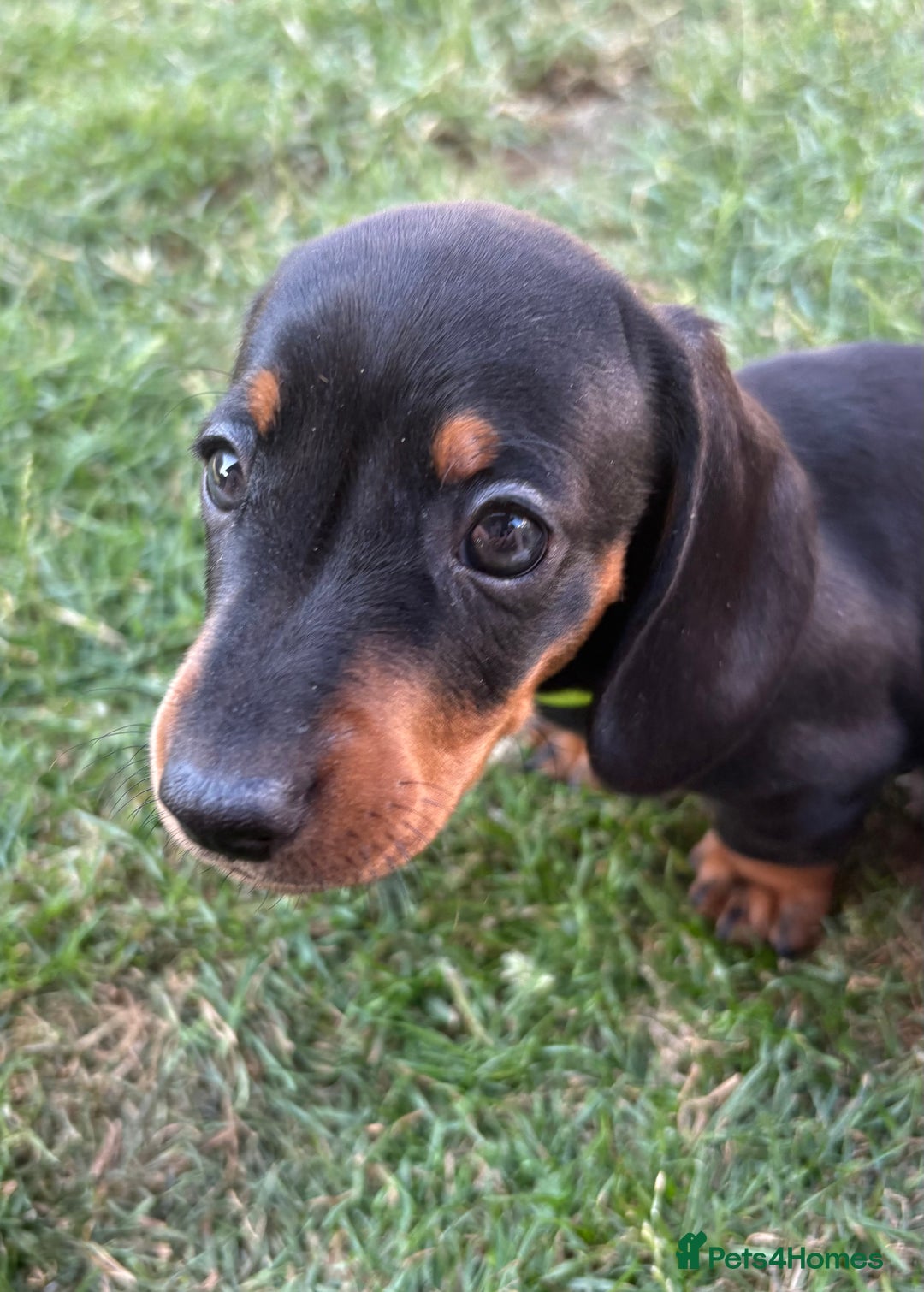 Miniature Dachshund dogs for sale: Almost ready to leave!Amazing Miniature Dachshunds in Doncaster - Image 19