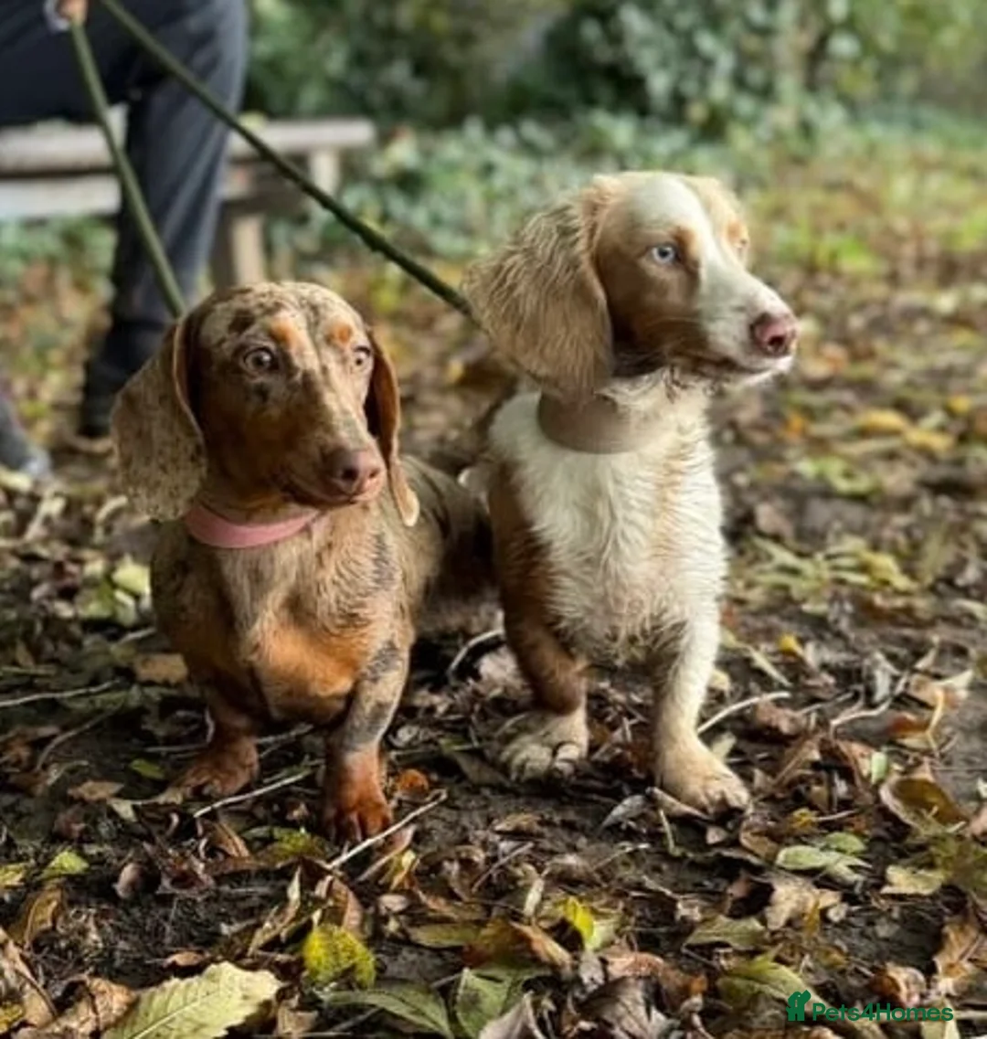 Miniature Dachshund dogs for sale: Beautiful miniature male dachshund  in Guildford - Advert 5