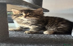 Mixed Breed cats for sale: Maine coon x ragdoll  - Image 23