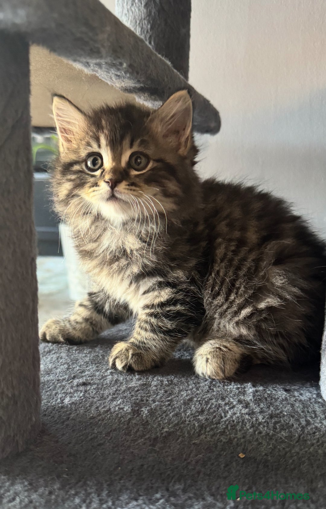Mixed Breed cats for sale: Maine coon x ragdoll  - Image 23