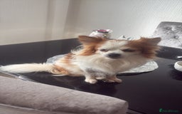 Mixed Breed dogs for sale: French bullhuahua - Image 40