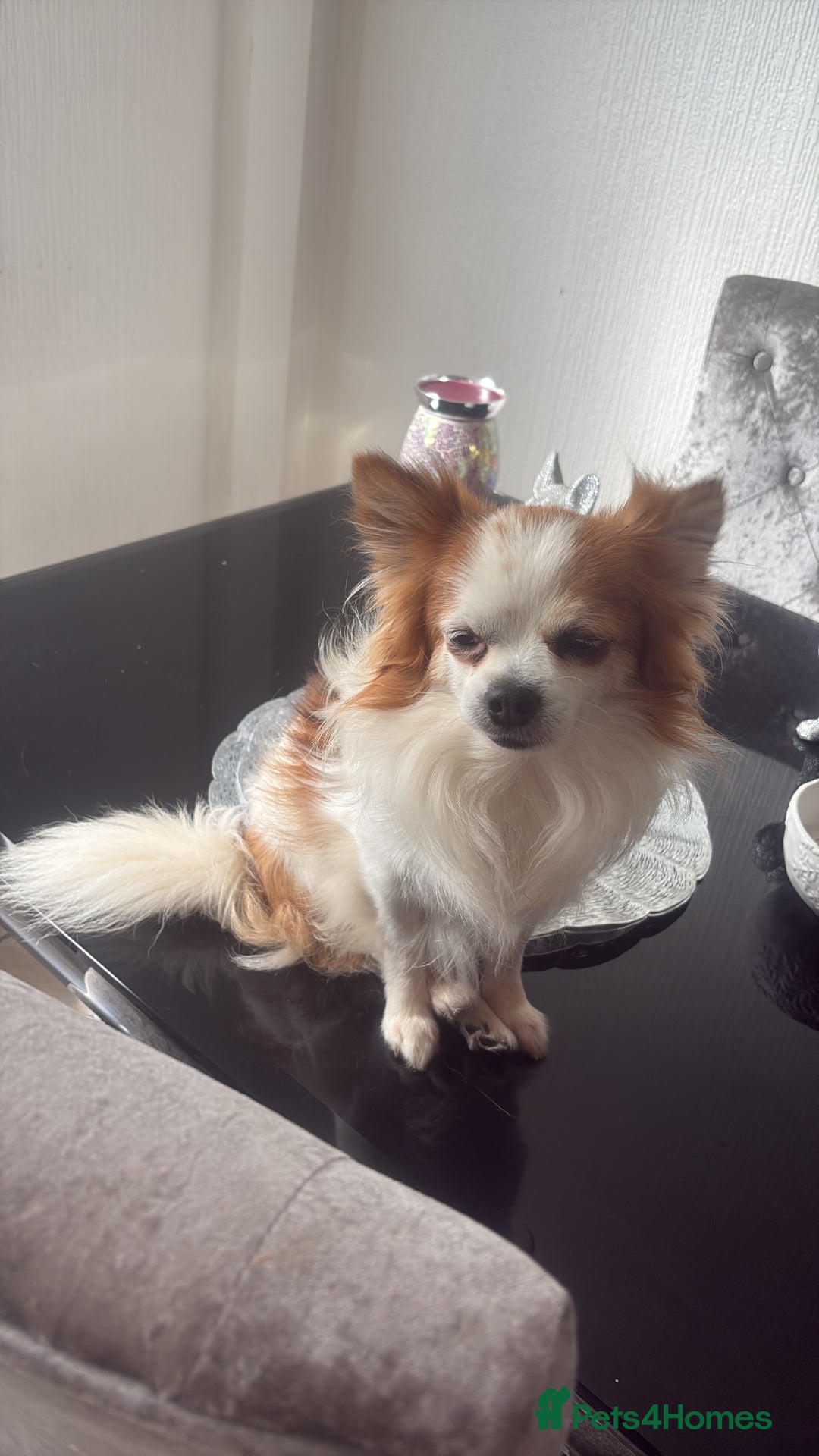 Mixed Breed dogs for sale: French bullhuahua - Image 40