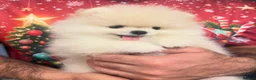 Pomeranian dogs for sale: Dhsjdhdhdjdjdjdjjd - Advert 2