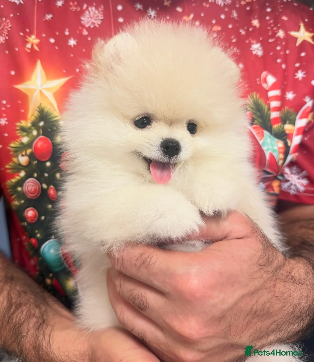 Pomeranian dogs for sale: Dhsjdhdhdjdjdjdjjd - Advert 2
