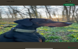 Dobermann dogs for sale: Stunning pups over 40 champions in pedigree  - Image 5