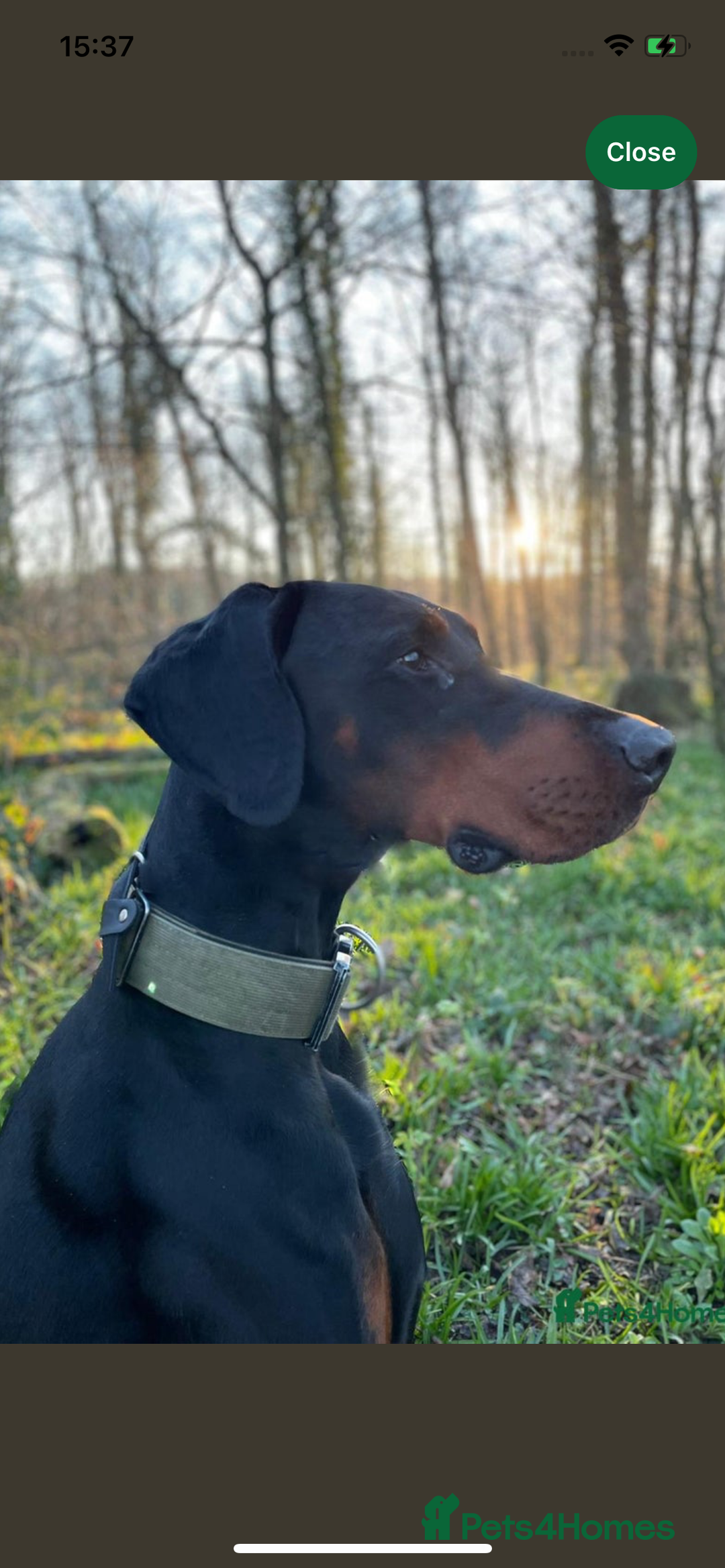 Dobermann dogs for sale: Stunning pups over 40 champions in pedigree  - Image 5