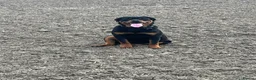 Rottweiler dogs for sale: Beautiful Chunky Rottweiler Puppys - Advert 16