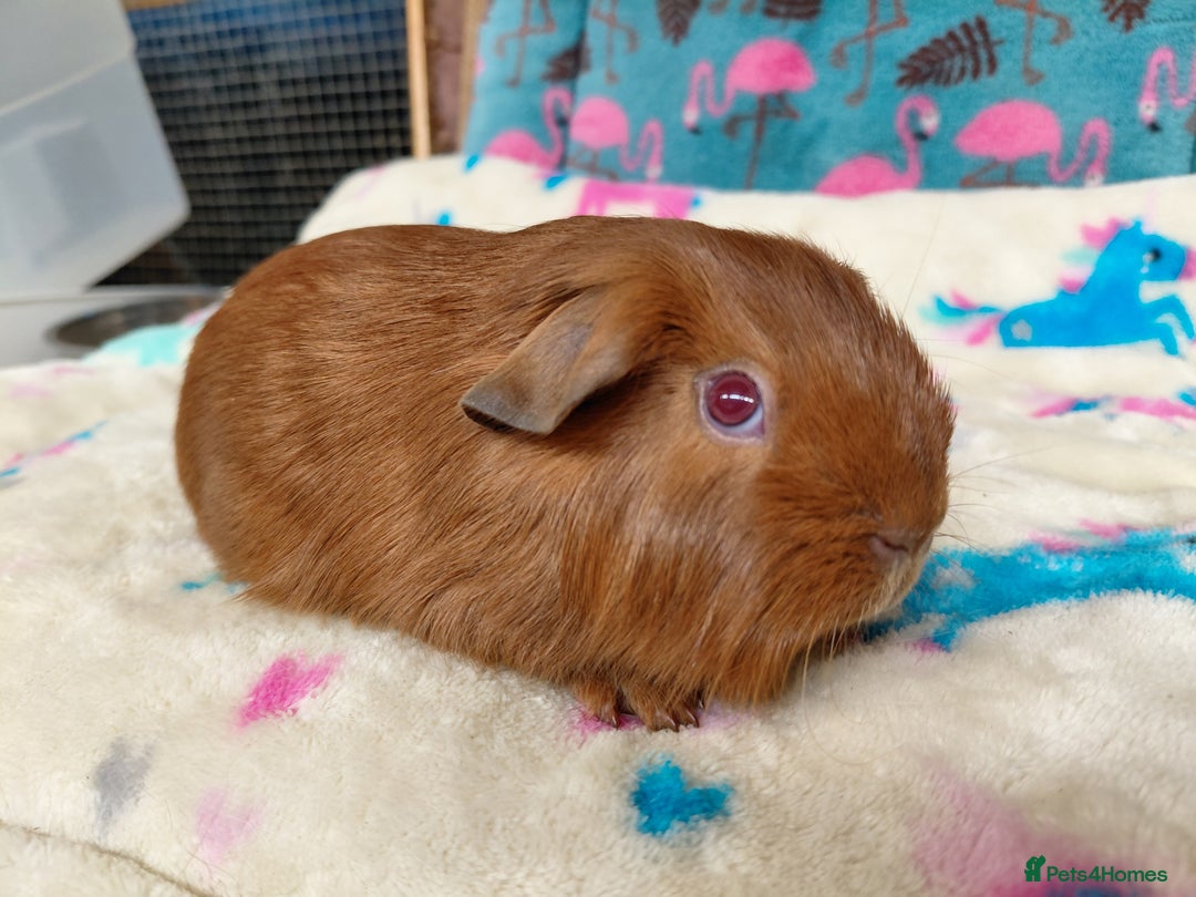 Guinea Pig rodents for sale: Baby Golden Boars / Young Adult Sheltie Boar  RTL  - Advert 16