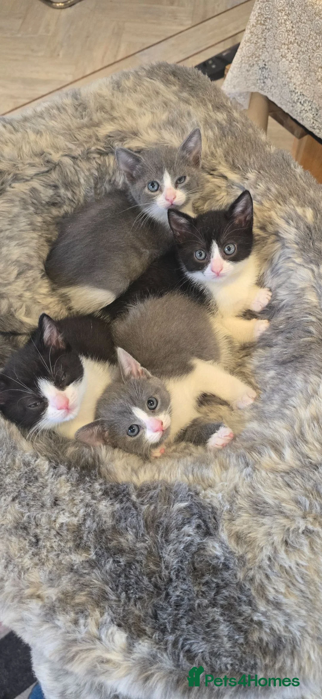 British Shorthair cats for sale: British shorthair half bred kittens - Advert 2