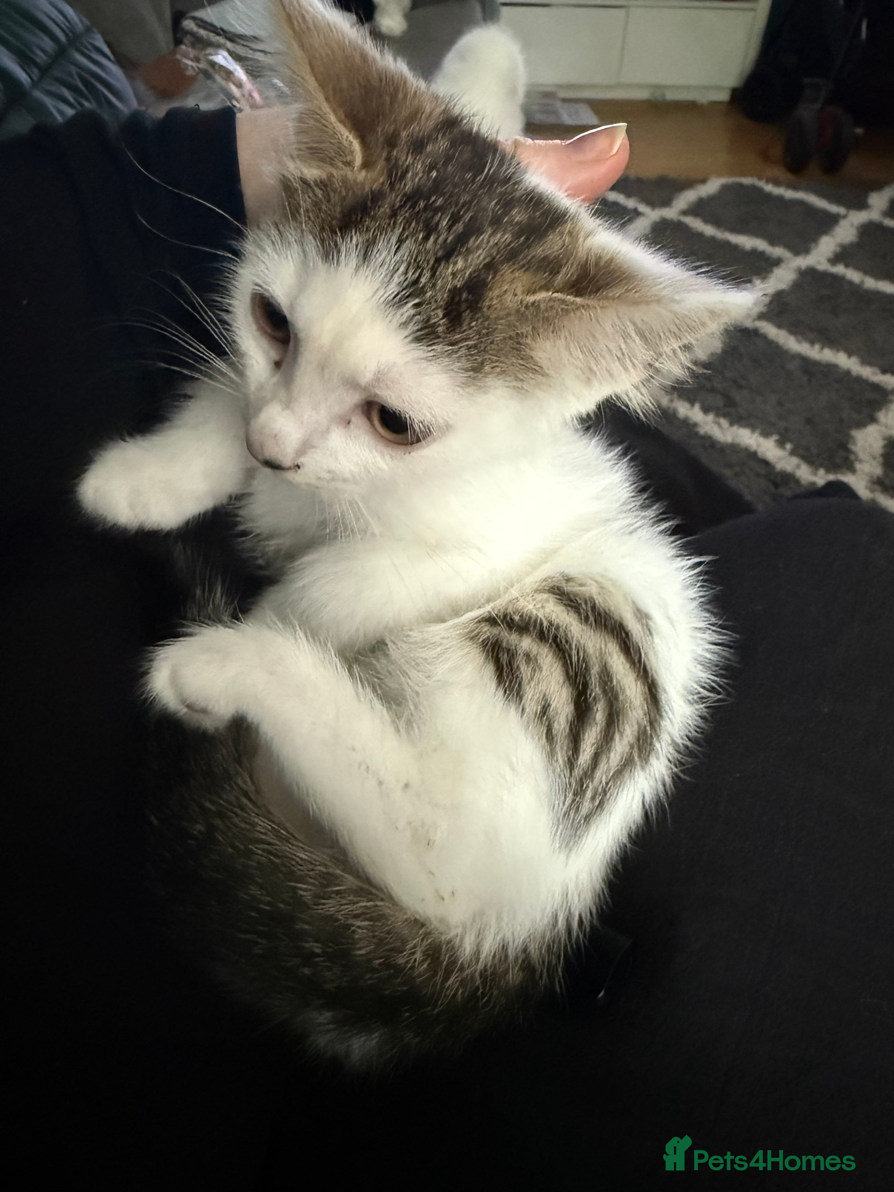 White brown tabby markings little girl 