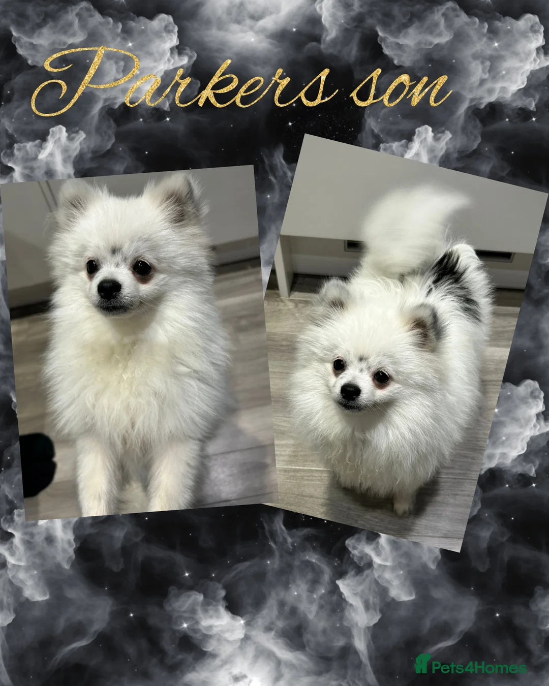 Pomeranian dogs for stud: White russian line kc reg pom  in Bedford - Advert 19