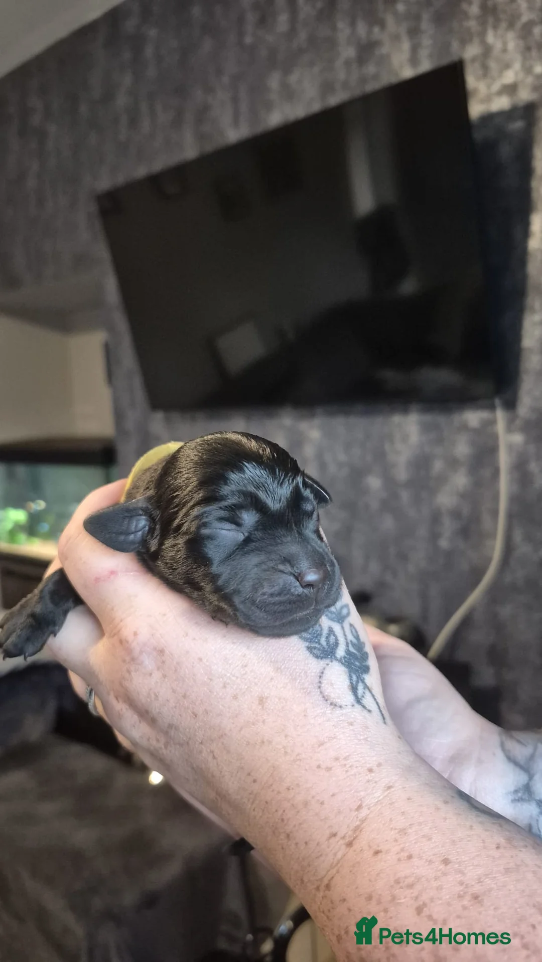 Labrador Retriever dogs for sale: KC Registered black Labrador puppies - Advert 2