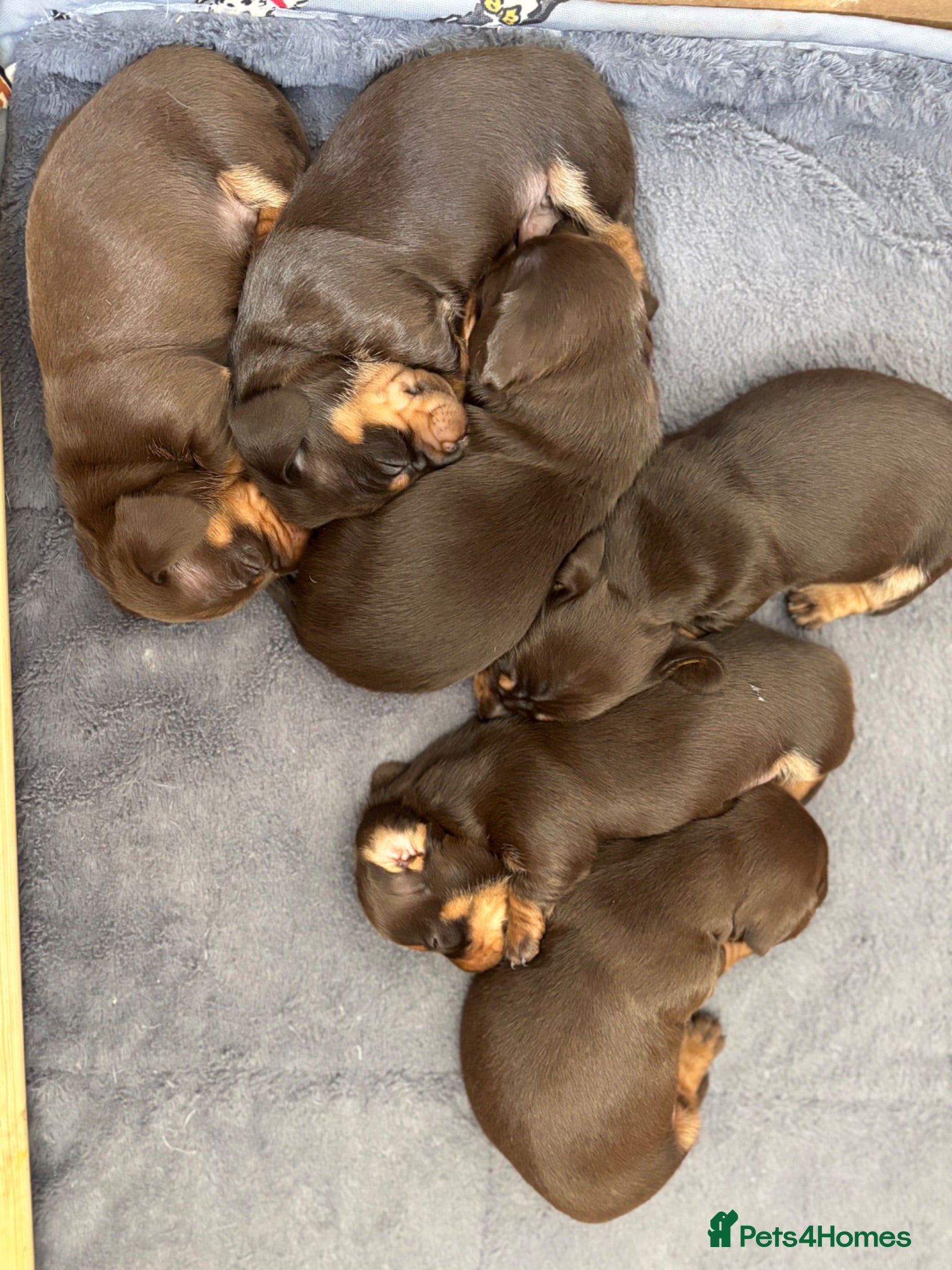 Miniature Dachshund dogs KC registered Miniature Dachshund  - Advert 2