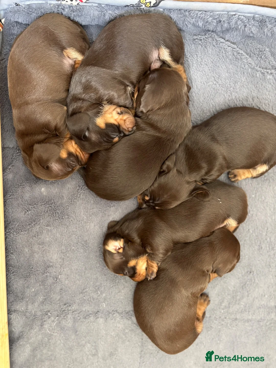 Miniature Dachshund dogs for sale: KC registered Miniature Dachshund  in Gloucester - Advert 2
