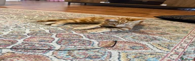 Bengal 1
