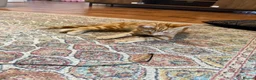 Bengal cats for sale: ginger - Advert 3
