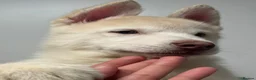 Siberian Husky dogs for sale: Siberian husky  in Dudley - Advert 3