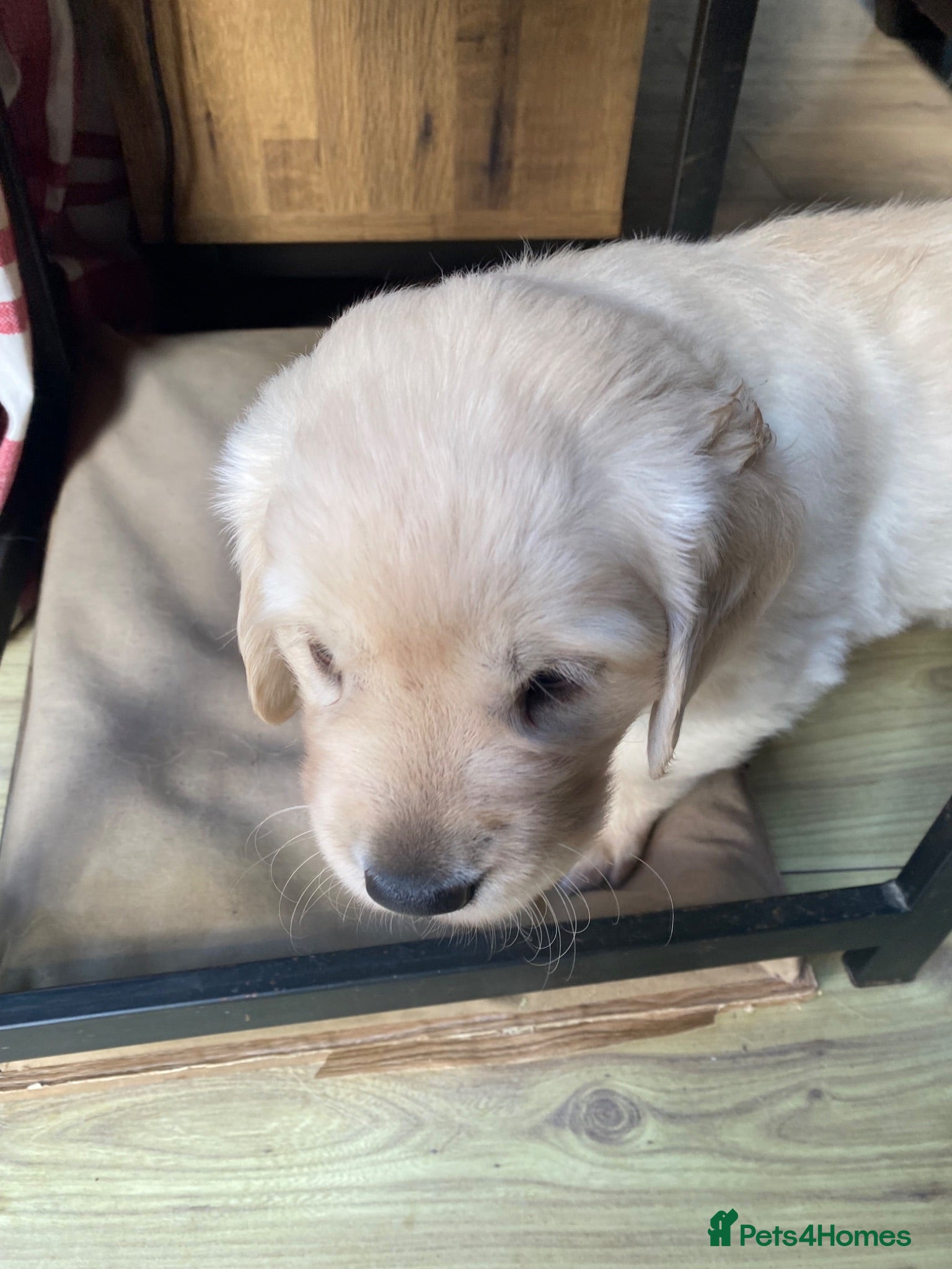 Golden Retriever dogs Puppies - Advert 2