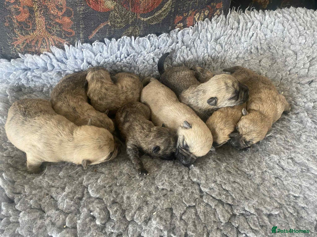 Cairn Terrier dogs for sale: KC reg Cairn Terrier puppies - Image 4