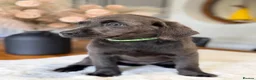 Labrador Retriever dogs for sale: Exceptionally health tested Kc reg Labrador pups - Advert 7