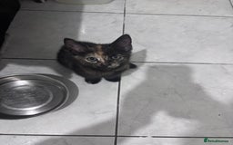 Mixed Breed cats for sale: Playful Female Kittens Ready for Forever Homes - Image 1