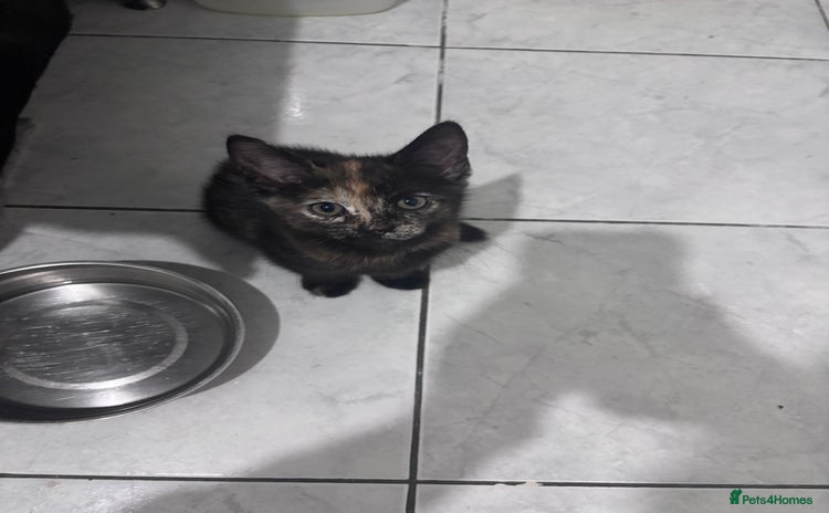 Mixed Breed cats - Advert 13