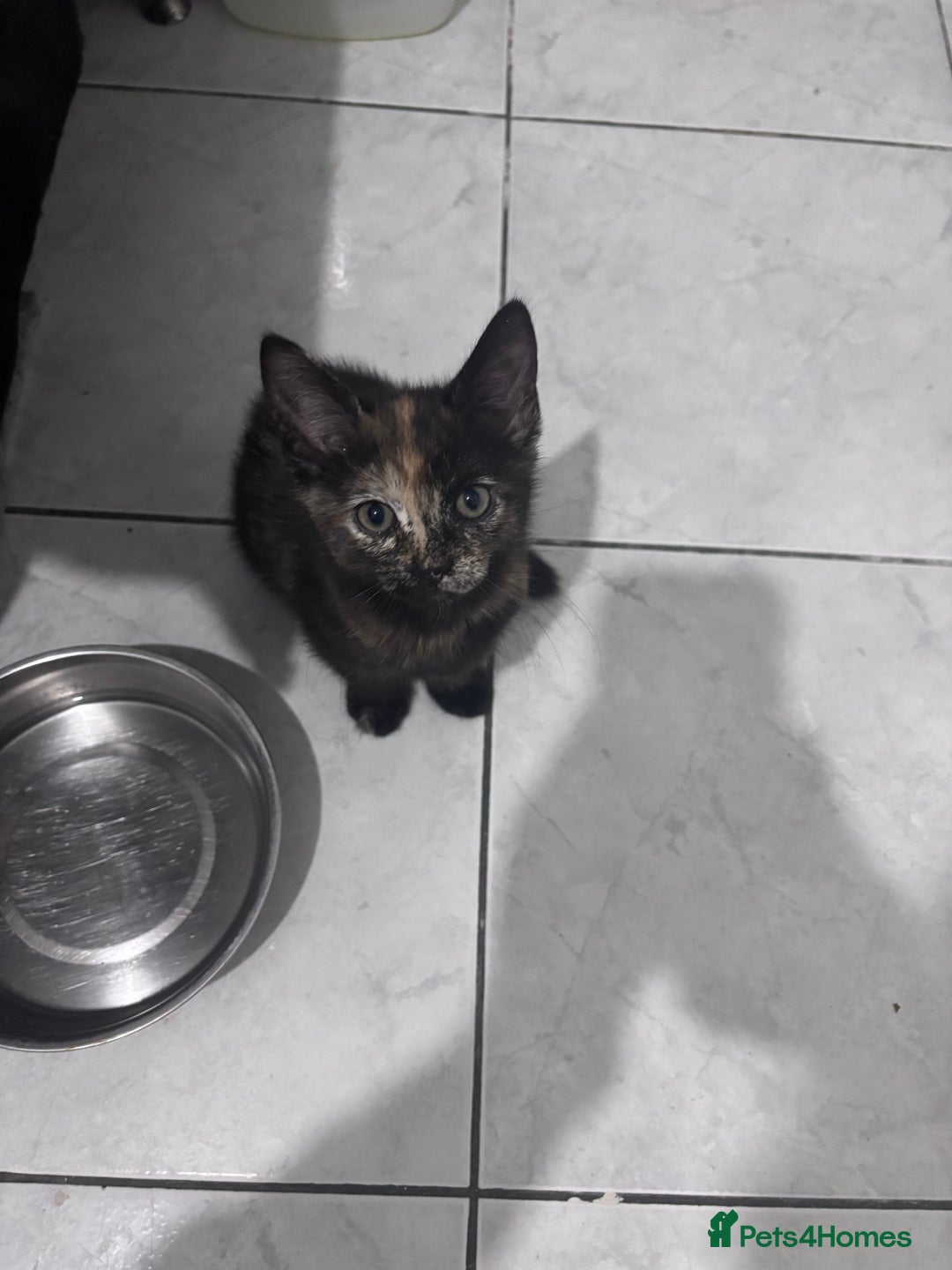 Mixed Breed cats for sale: Playful Female Kittens Ready for Forever Homes - Image 1