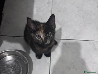 Mixed Breed cats - Advert 27