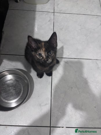 Mixed Breed cats - Advert 13