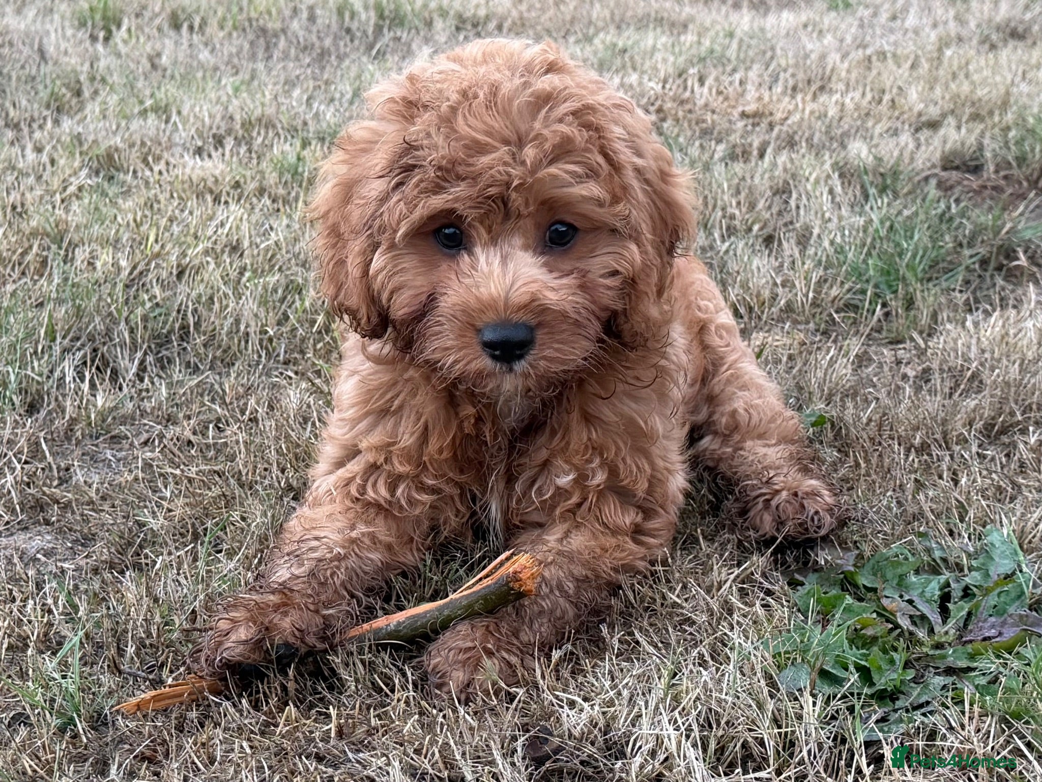 Cavapoo dogs Fully Vaccinated £850 - Advert 1