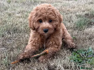 Cavapoo dogs Fully Vaccinated £850 - Advert 1