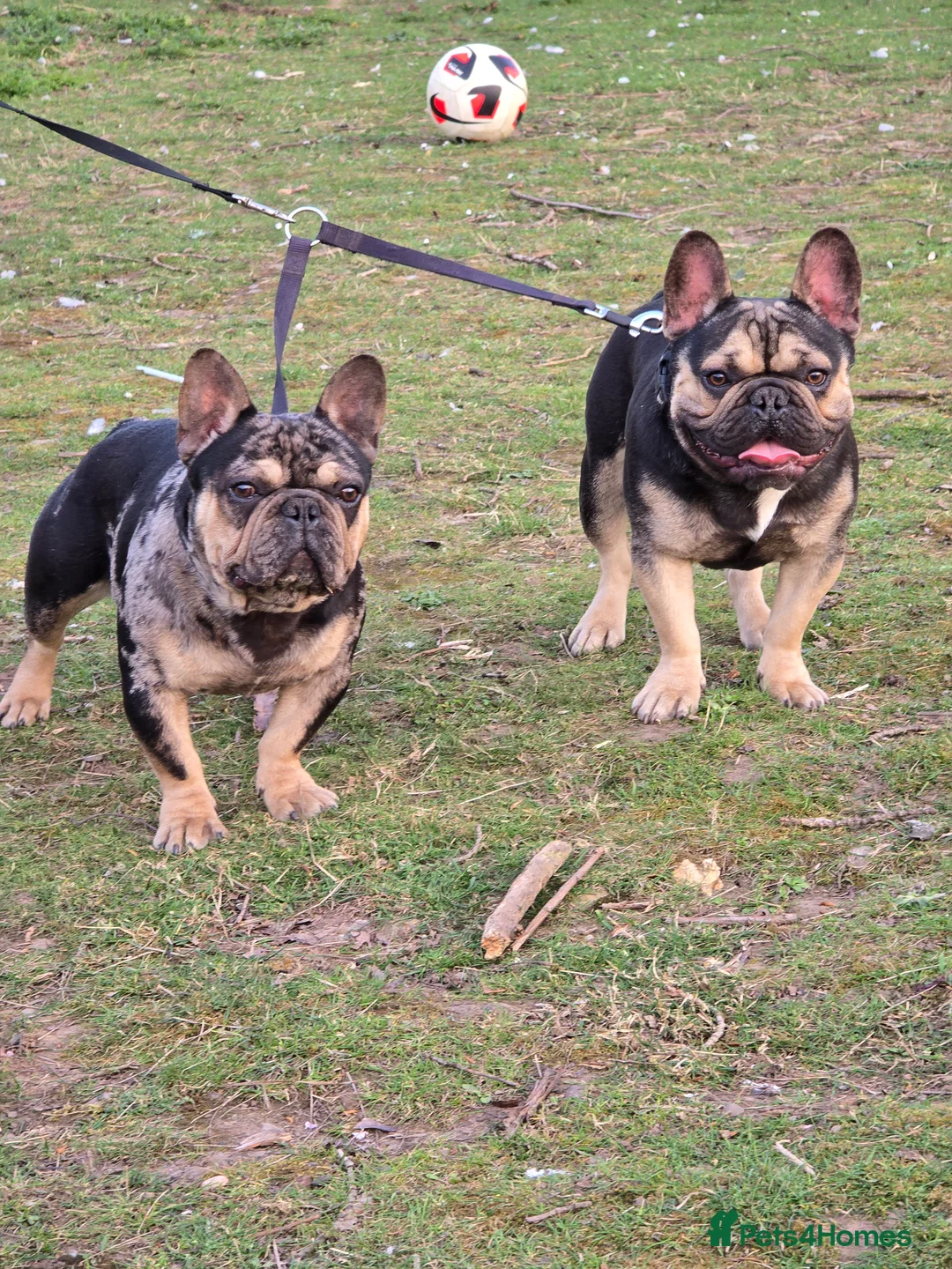 French Bulldog dogs for stud: French bulldog  - Advert 4