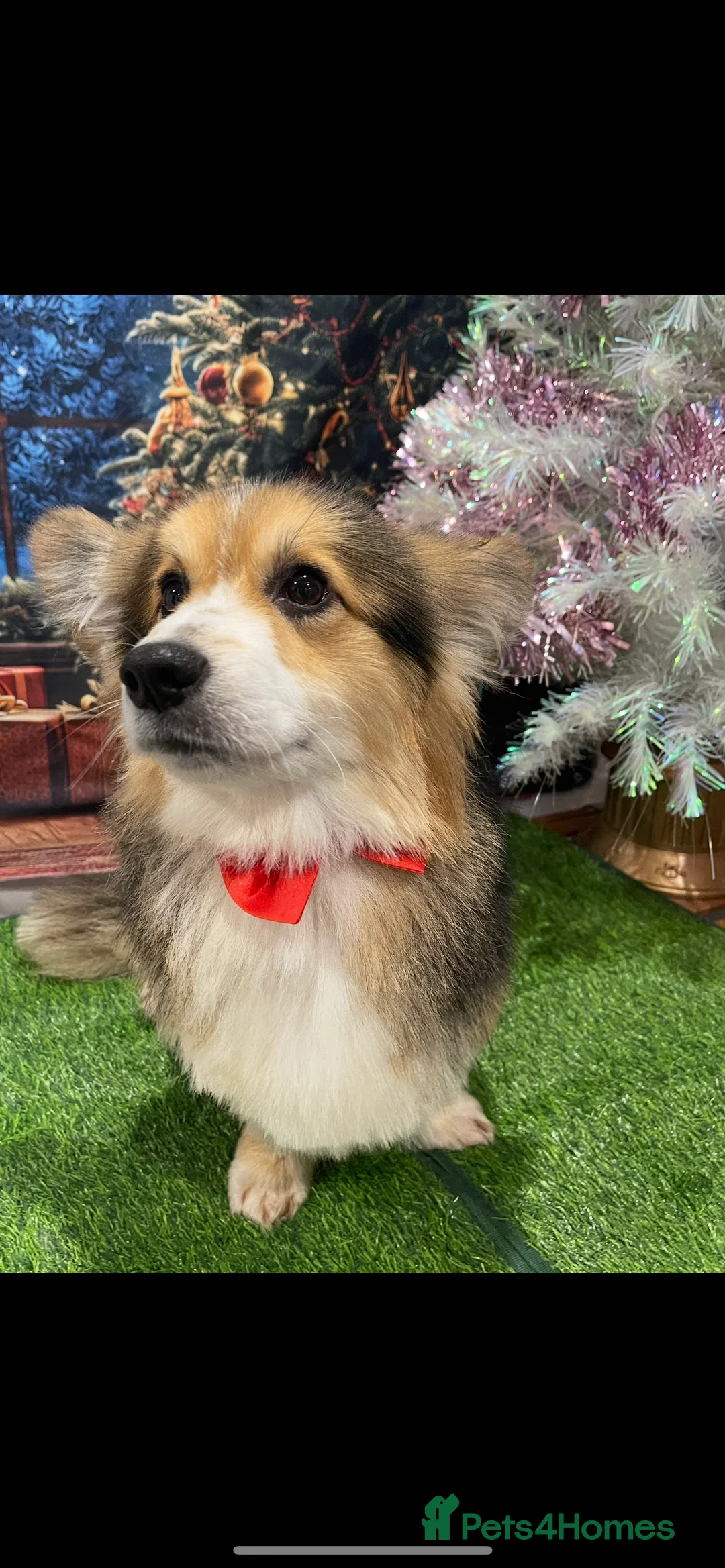 Welsh Corgi Pembroke dogs for stud: Beautiful Flutty Welsh Pembroke Corgi for stud in Rugby - Advert 14