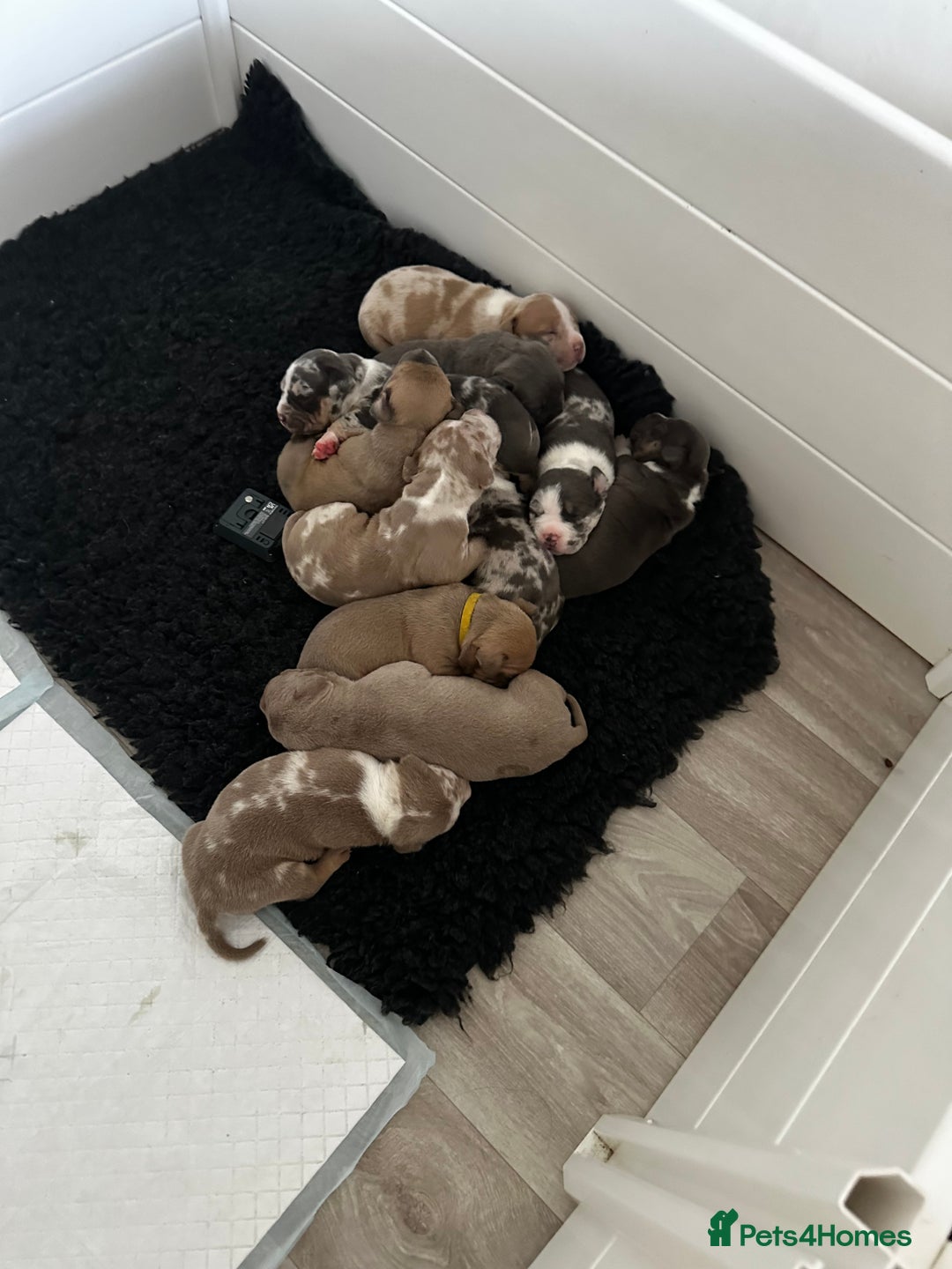 Mixed Breed dogs for sale: STUNNING!!! Staffy Cross Puppies!!! - Image 3