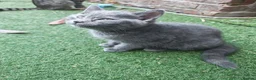 British Shorthair cats for sale: Only 3 kittens are left looking for a new home. - Advert 4
