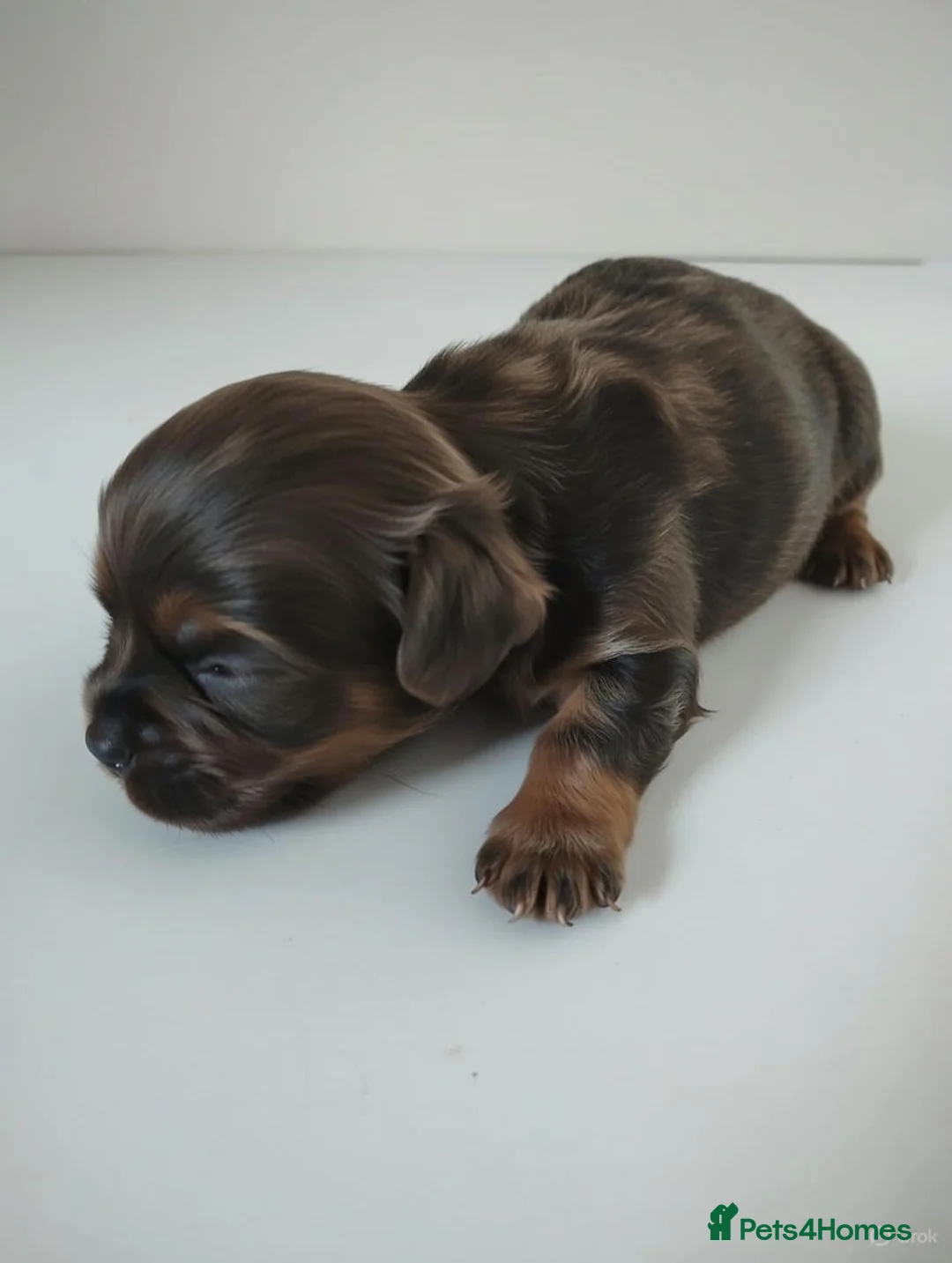 Mixed Breed dogs for sale: JACKAPUGS PUPPIES FOR SALE - Advert 5