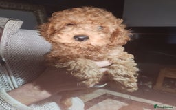 Cockapoo dogs for sale: 5 lovely cuddly puppies - Advert 14