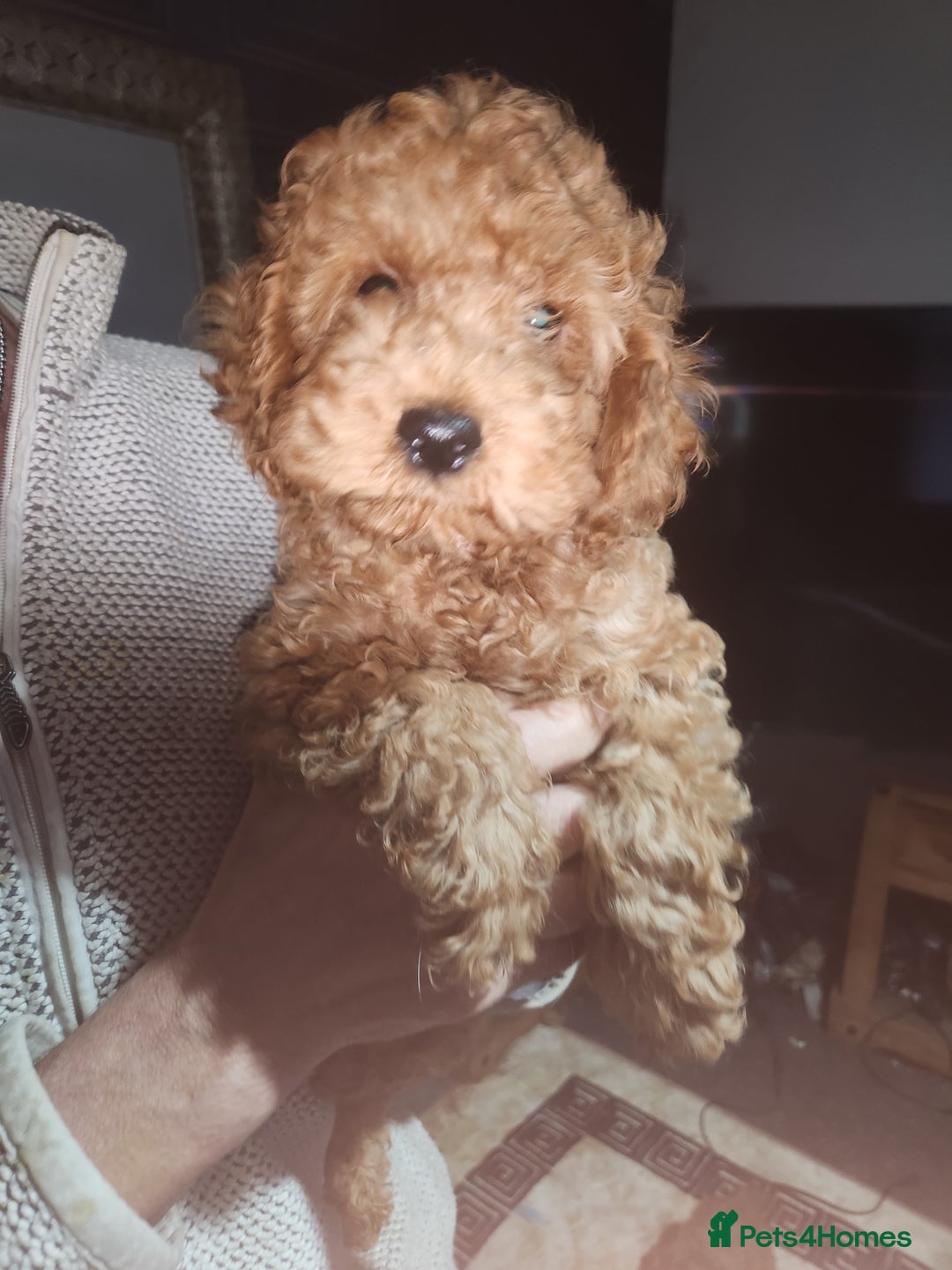 Cockapoo dogs for sale: 5 lovely cuddly puppies - Advert 14