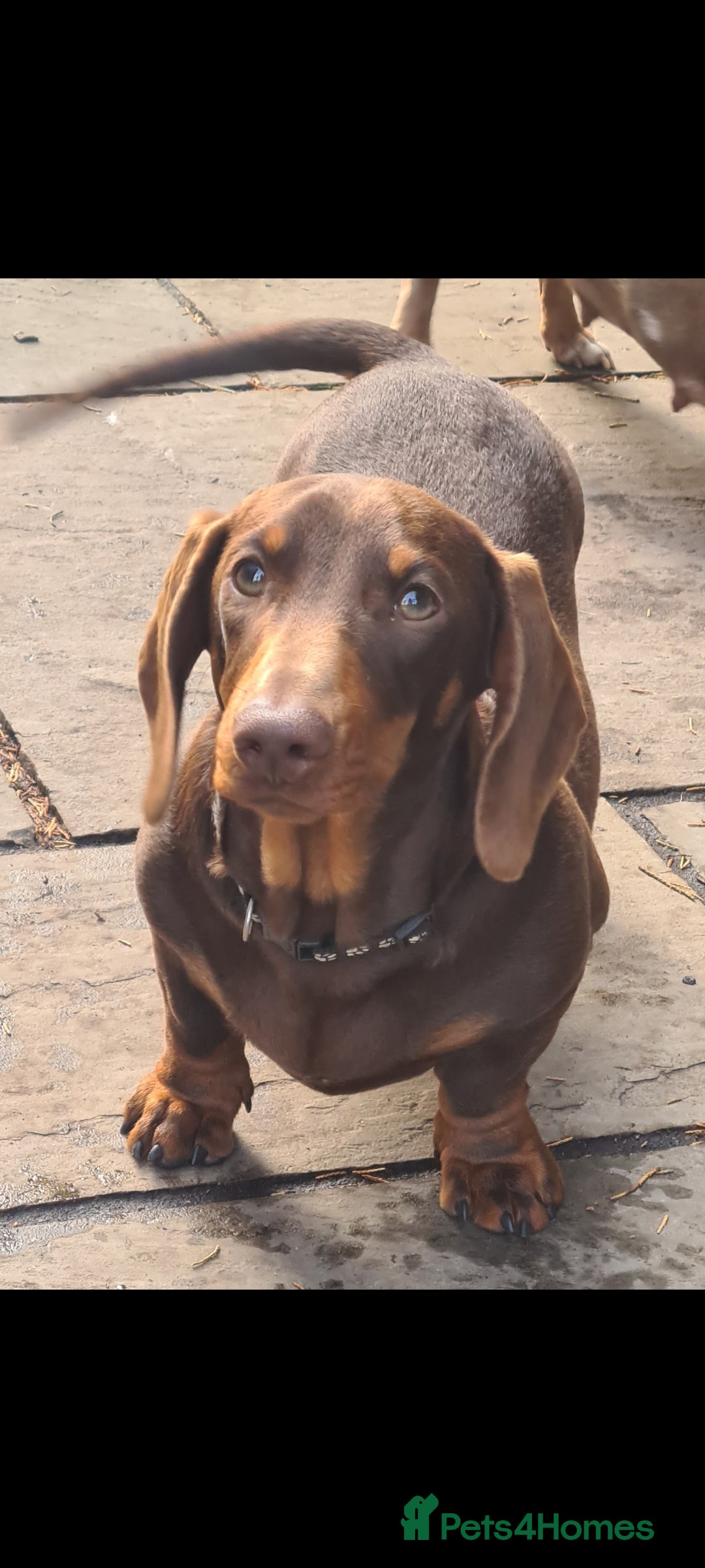 Miniature Dachshund dogs for sale: Gorgeous chocolate and tan boy available  - Advert 1