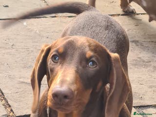 Miniature Dachshund dogs Gorgeous chocolate and tan boy available - Advert 9