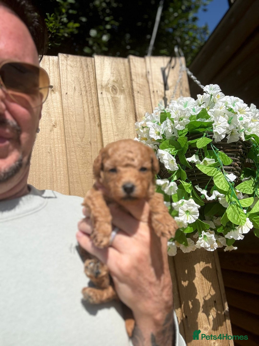 Toy Poodle dogs for sale: 💙🩷Gorgeous KC Toy Poodle Puppies 🩷💙 - Image 10