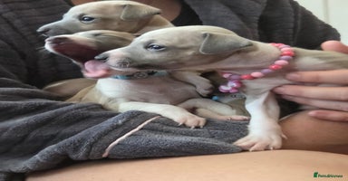 Italian Greyhound dogs - Advert 9