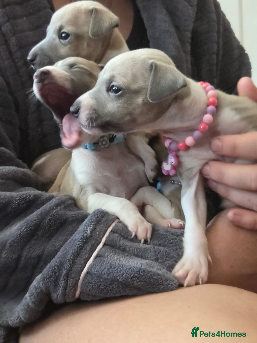Italian Greyhound dogs for sale: Adorable Italian Greyhound girls - Image 3