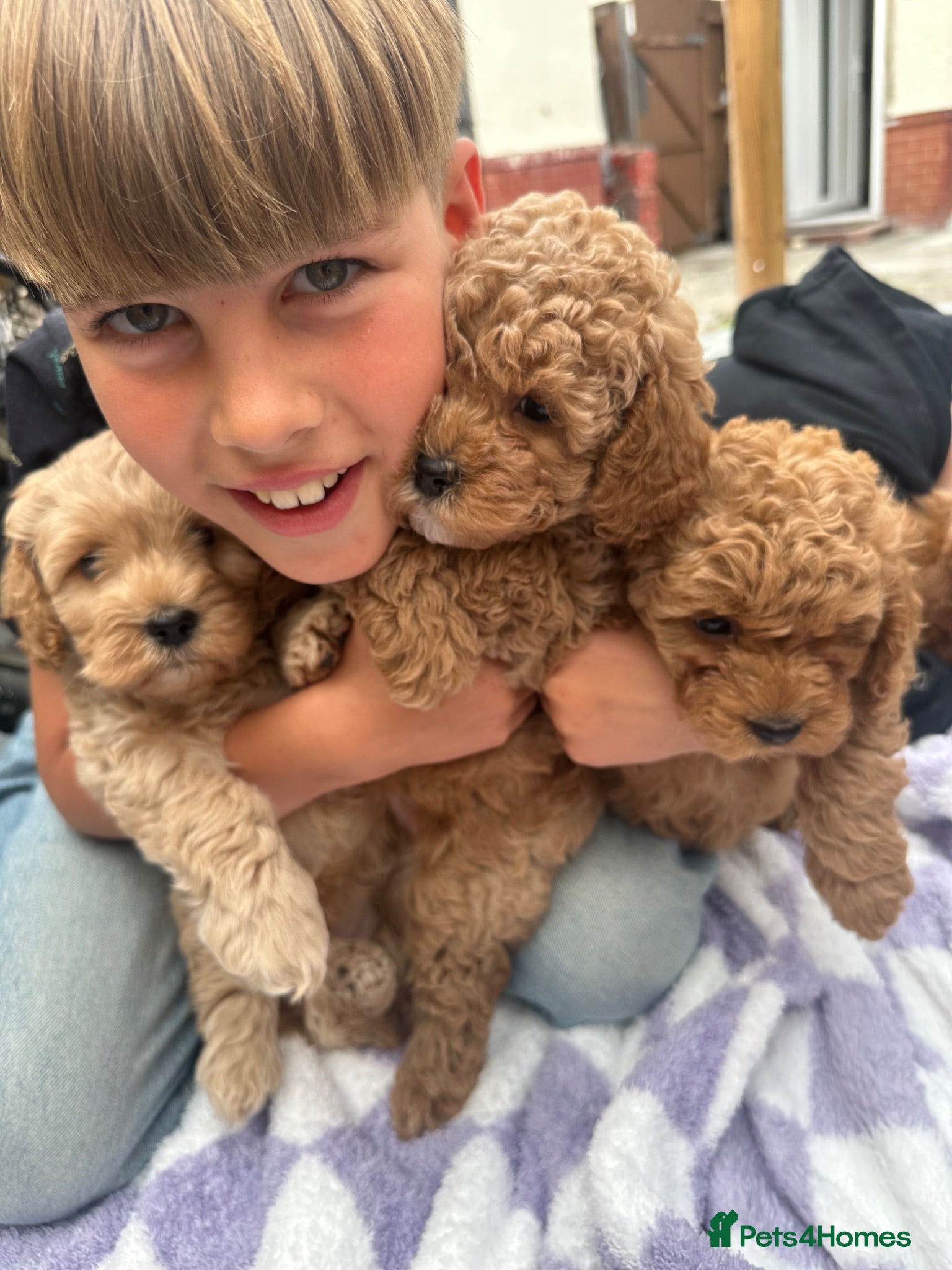 Cockapoo dogs Wonderful healthy puppies can go to new homes  - Advert 2