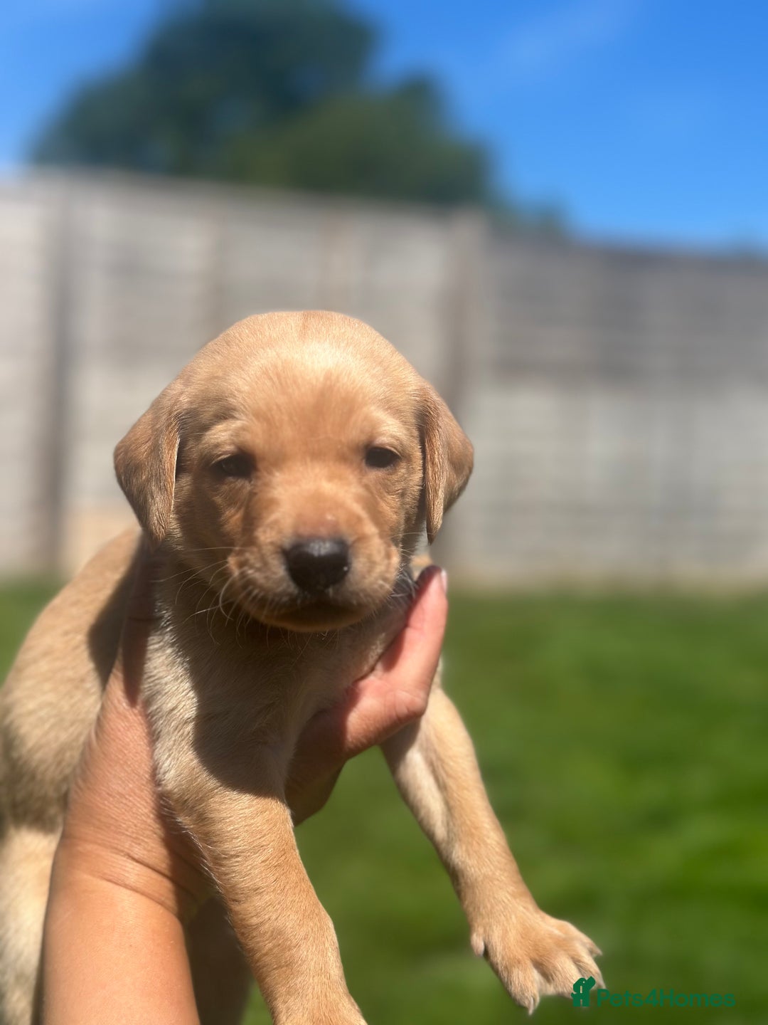 Labrador Retriever dogs for sale: KC Labrador puppies  in Morpeth - Image 2